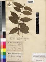 Image result for Landolphia incerta