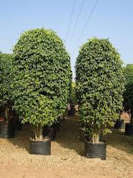 Image result for Ficus benjamina