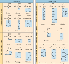 Amino Acids Introduction To Chemistry