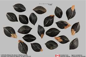 Image result for Convolvulus ocellatus