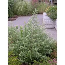 Image result for Vitex trifolia