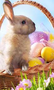 Only the best hd background pictures. Easter Bunny Wallpapers For Android Apk Download