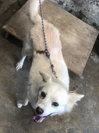 997 likes · 153 talking about this. Japanese Spitz Puppies For Sale Baguio City Car 298402