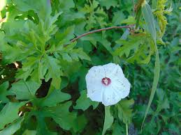 Image result for Merremia verecunda