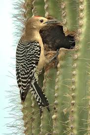 Saguaro cacti are large plants, growing to between 10 and 60 feet tall when fully mature. Photobucket Photo And Image Hosting Free Photo Galleries Photo Editing Backyard Birds Arizona Birds Woodpecker