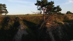 Sonhar com Árvore Caindo no Jogo do Bicho - Números da Sorte!