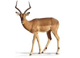 Art Illustration Impala Aepyceros Melampus Is A Species Of Mammal An Antelope Of Medium Height By Its Simil Animals Animals Of The World Illustration Art