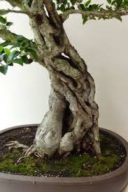 The combination of a thick trunk with tapering is expensive, as it takes much more time to grow. How To Thicken A Bonsai Trunk Bonsai Tree Gardener