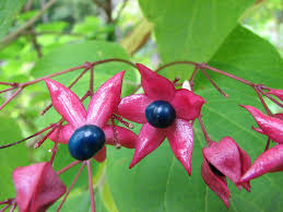 Image result for Clerodendrum melanocrater