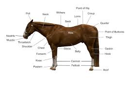 Conformation Of The Horse