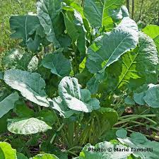 How To Grow Collard Greens Vegetable Garden Planner Garden Plants Vegetable Growing Asparagus