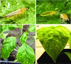Image result for thrips damage on cucumber