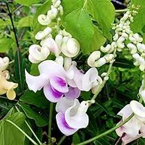 Image result for Vigna frutescens