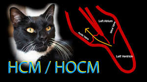 Heartworm in cats is a scary disease that easily can hit close to home. Experience With Feline Cat Heart Disease Hcm Hocm And Related Dehydration Complications Youtube