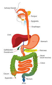 The Digestive System Ck 12 Foundation