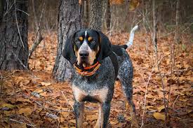 We have a blue tick coonhound and he does not have freckles. Bluetick Coonhound Dog Breed Information