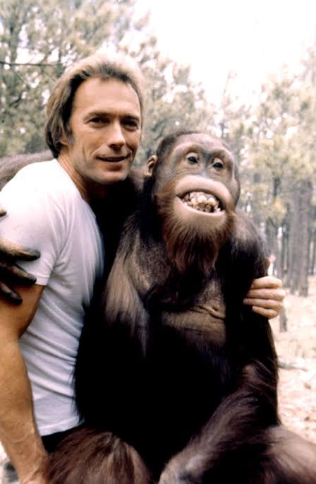 EVERY WHICH WAY BUT LOOSE, Clint Eastwood, Clyde the Orangutan, 1978 |  Rotten Tomatoes