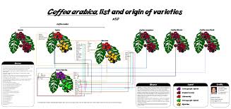List Of Coffee Varieties Coffee Varieties Guatemala Coffee Arabica Coffee