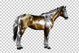 Dun is a gene that dilutes the color of a horse and causes primitive markings including leg barring, shoulder barring, and a dorsal stripe. American Paint Horse Appaloosa Overo Roan Tobiano Png Clipart Buckskin Dun Locus Equine Coat Color Horse