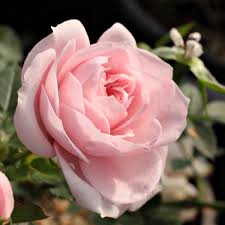 Les rosiers miniatures sont des rosiers de petite taille, moins de 40 cm. Rose Rosiers Miniatures Parfum Discret Rosa Blush Parade Rosiers En Ligne Vente De Rosiers En Ligne Rosiers Miniatures Pharmarosa