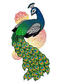 3d mural background blue peacock on branch wallpaper. Peacock Drawing Easy With Colour