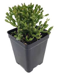 Hatiora salicornioides is also called dancing bones or drunkard's dream cactus because of its unique shape and growth habit. Drunkard S Dream Mistletoe Cactus Plant Rhipsalis 2 5 Pot Walmart Com Walmart Com