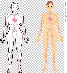 The bust, waist, and hips are called inflection points, and the ratios of their circumferences are used to. Human Body Internal Organs Medical Health Woman Stock Illustration 62407950 Pixta