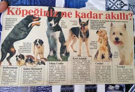 Sufficiency Adli Kullanicinin Minik Dostlarimiz Panosundaki Pin Goruntuler Ile Doberman Ordu Danca