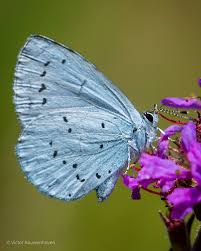 Image result for Celastrina argiolus