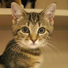 Adopted Billie Jean Is A 3 Month Old Female Brown Tabby Tiger Domestic Short Haired Kitten She Is A Little Cutie With Beautiful Tiger Markings She Has An