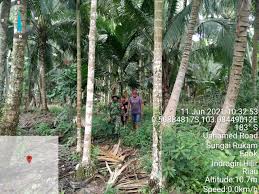 Dalam bahasa inggris buah rukan atau rukem ini disebut indian prune. Serda Elia Rahman Lakukan Patroli Karhutla Di Perbatasan Desa Pengalihan Dengan Sungai Rukam