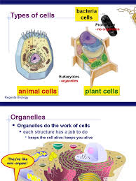 We did not find results for: Types Of Cells Animal Cells Plant Cells Cytoplasm Lysosome