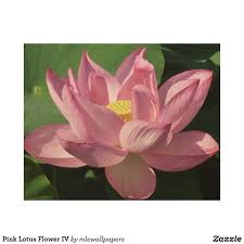 Pink Lotus Flower Iv Wood Wall Decor Zazzle Com In 2020 Wood Wall Wood Wall Art Wood Canvas