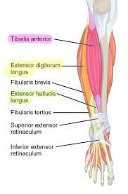 Anterior, lateral and posterior compartment. 6 Muscles Of The Lower Leg Simplemed Learning Medicine Simplified