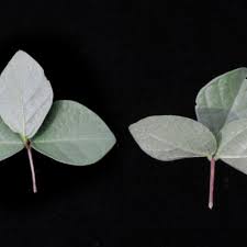 Image result for Macrotyloma daltonii