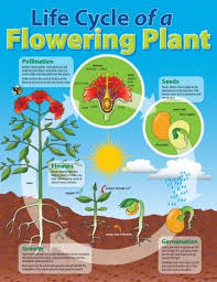Laminated Life Cycle Of A Flowering Plant Educational Chart