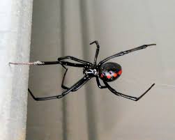 If you are in the southern hemisphere, things get a little trickier as you. Featured Crawly Critter Black Widow Spiders The Infinite Spider