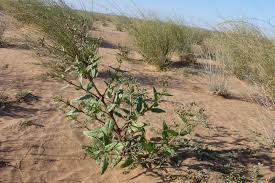 Image result for Trichodesma