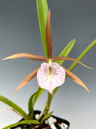 Image result for Asystasia sp. (Biegel 5184)