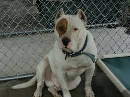 St Martinville Louisiana Poor Deaf Pop Is Urgent Tied To A Tree His Whole Life And Now Going To Die