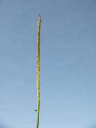 Image result for Paspalum conjugatum