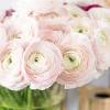 Depending on the variety and weather conditions each year, they bloom from early may to late june. Https Encrypted Tbn0 Gstatic Com Images Q Tbn And9gcquo9oxkn30yx1qmaymw Zadspnk55 Rv3pycnueyqvm3gxqzy4 Usqp Cau