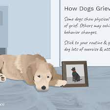 If you are a pet lover, you should know the signs of their illness. Dogs And Grief Over The Loss Of Another Pet