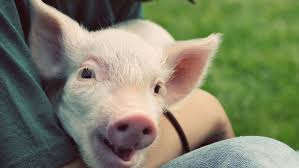 A baby pig is called a a baby pig is called a piglet. the collective noun is a litter or farrow of piglets, and a piglet that has been weaned is called a shote or shoat. a female pig is called a sow and is capable of birthing litt. Pig Castration Is Extremely Painful But It Doesn T Have To Be Vox