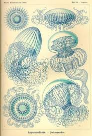 Check spelling or type a new query. 31 Jellyfish Drawing Ideas Jellyfish Jellyfish Drawing Jellyfish Art