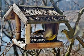 Récupération d'une palette en bois pour la transformes en mangeoire à oiseaux. Ou Placer Une Mangeoire Exterieure Pour Oiseaux Ciel Blog