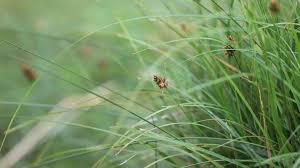 Image result for Carex sp.no.1