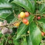 Image result for Allophylus africanus