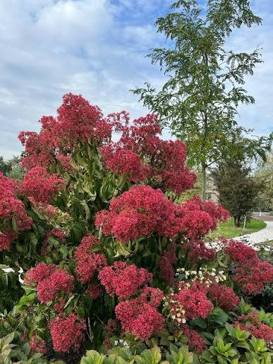 Temple of Bloom® | Proven Winners®