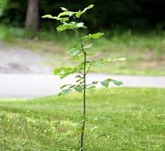 Image result for oak sapling